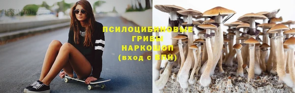 прущие грибы Чекалин